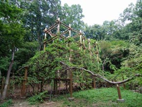 창덕궁 다래나무