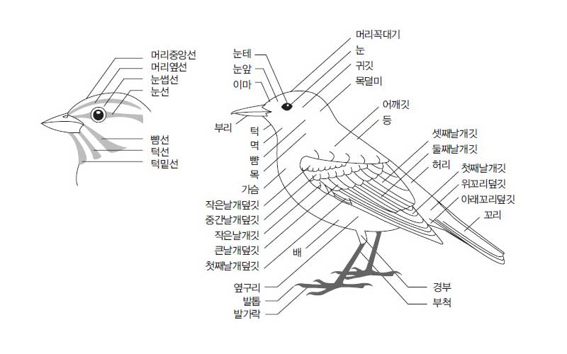 새의각 부분 - 왼쪽 : 새의 머리부분 확대보기 이미지 : 위쪽부터 머리중앙선, 머리옆선, 눈썹선, 눈선, 뺨선, 턱선, 턱밑선이 있습니다. 오른쪽 - 새의 전신 이미지 : 위쪽부터 시계방향으로 머리꼭대기 눈, 귀깃, 목덜미, 어깨깃, 등, 셋째날개깃, 둘째날개깃, 허리, 첫째날개깃, 위꼬리덮깃, 아래꼬리덮깃, 꼬리, 경부, 부척, 발가락, 발톱, 옆구리, 배. 첫째날개덮깃, 큰날개덮깃, 작은날개깃, 중간날개덮깃, 작은날개덮깃, 가슴, 목, 뺨, 멱, 턱, 부리, 이마, 눈앞, 눈테가 있습니다.